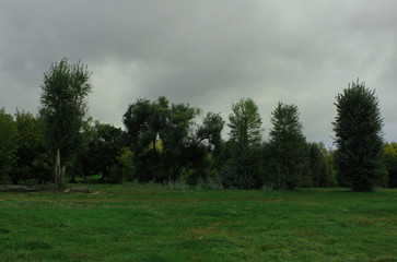 Зеленые деревья.