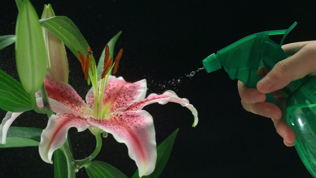 Spraying water on flower lily shooting with high speed camera, phantom flex.