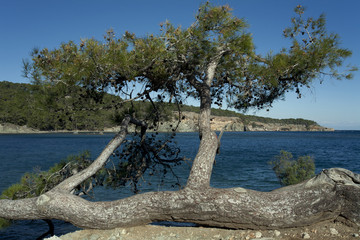 Fototapeta na wymiar Pine lying horizontally on the Mediterranean coast. Turkey.
