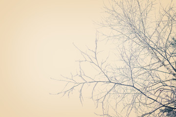 tree branches  with  snow