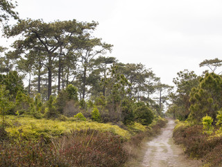 Landscape, Phukadung National park, Thailand