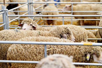 Inside a sheep farm