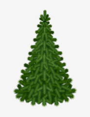 Christmas tree isolated on white background without any decorations for holiday season Christmas and New Year. Vector illustration.
