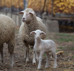 Lamb and sheep on the farm
