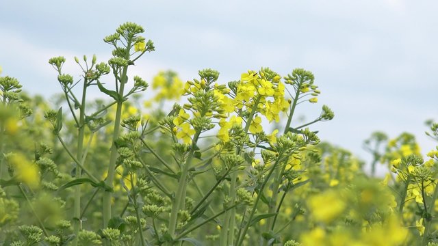 canola in the nature 