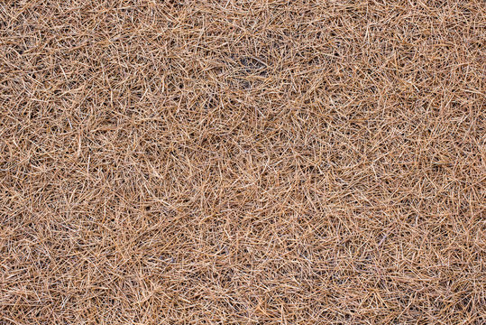 Red Fir Needles. Great background texture of red fir needles. 