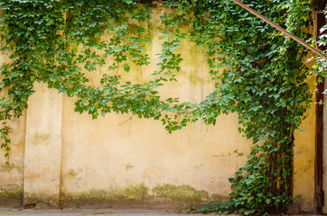 Climbing fig on wall