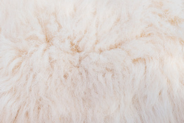 Close up white fur texture