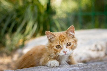 Cute kitty crawling up