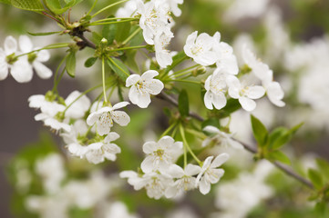 Fototapeta premium Cherry tree flowers