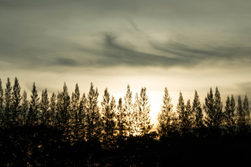 Tree Sunset Silhouette