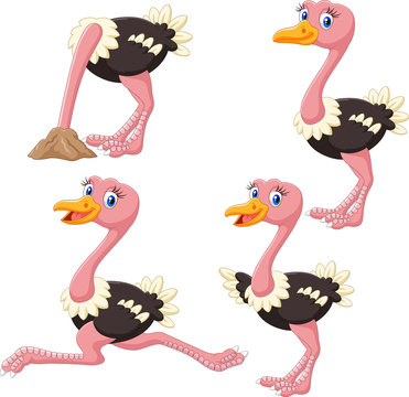 Cartoon funny ostrich collection set