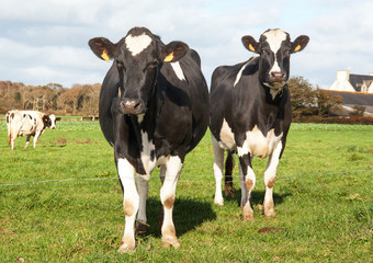 Vaches Holstein en pature 