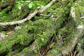 Green moss, grunge texture, background