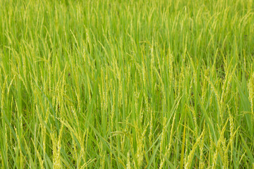 Green rice field in Thailand, Selective Focus