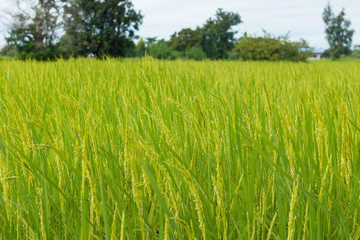 Green rice field in Thailand, Selective Focus