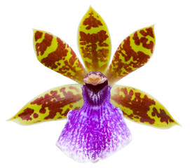 Orchid flower isolated on white