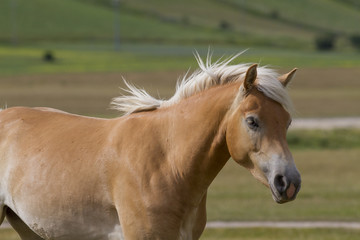 wild horse