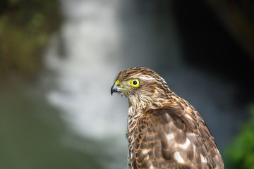 Photo of the hawk.