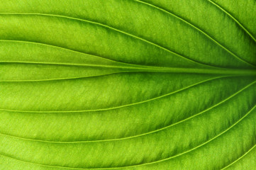  green leaf texture