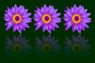 Purple lotus flowers with reflection isolated on green backgroun