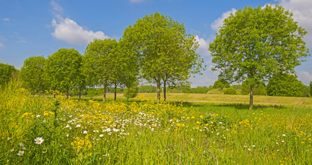 Row of trees through a rural landscape in spring
