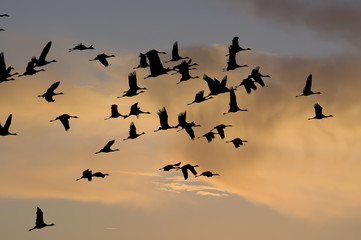 Obraz premium Migratory Birds 