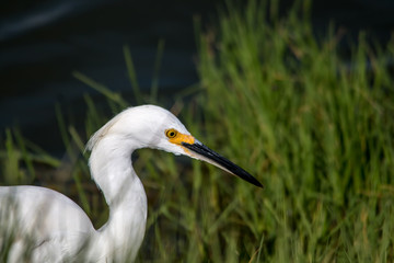Fototapeta premium The Snowy Egret is Fishing at Malibu Lagoon