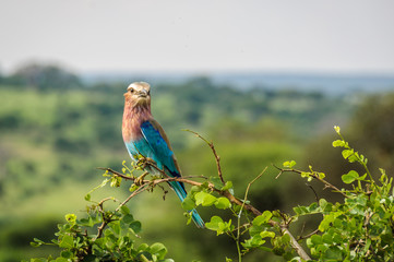 Colorful bird in the Tarangire Park, Tanzania