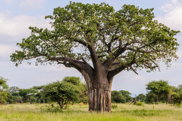 Obraz premium Baobab tree in the Tarangire Park, Tanzania