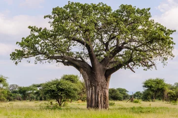 Cercles muraux Baobab Baobab tree in the Tarangire Park, Tanzania