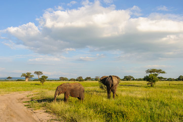 Obraz premium Elephants in the Tarangire Park, Tanzania