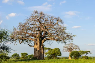 Tableaux ronds sur aluminium brossé Baobab Aigles sur baobab dans le parc de Tarangire, Tanzanie