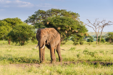 Fototapeta na wymiar Elephant bull in the Tarangire Park, Tanzania