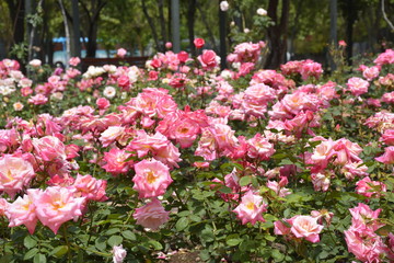 Fototapeta premium Amazing roses at a park in Santiago, Chile