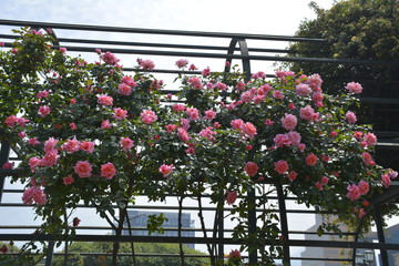 Amazing roses at a park in Santiago, Chile