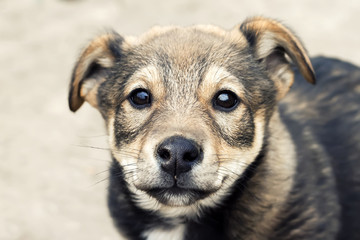 милый щенок с крупным носом