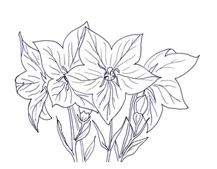 Hand ink drawing bellflower