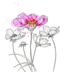 Line ink drawing of cosmos flower