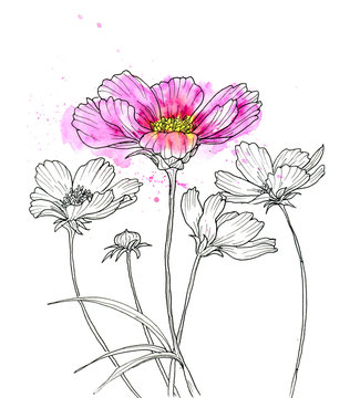 Line ink drawing of cosmos flower