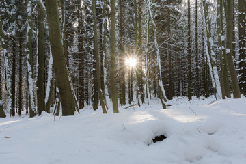 Winter in einem Wald im Harz