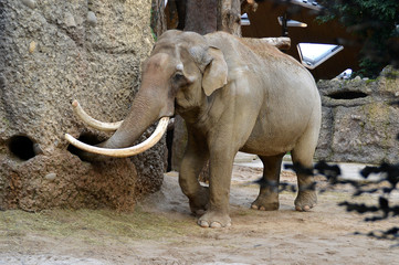 Elephant searching food, close-up