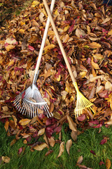 zwei Rechen im Herbstlaub