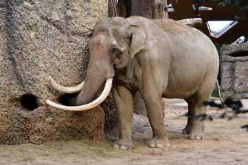 Elephant searching food, close-up