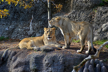 Lionesses in autumn colors