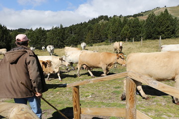 Vacas en el pirineo