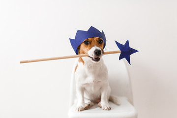 Dog with the magic wand and crown