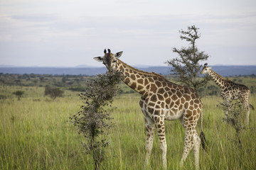 Giraffes eating in Murchison Falls National Park, Uganda