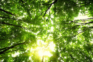Forest with sunlight