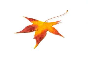 Autumn red maple leaf isolated on white